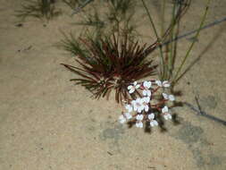 Image de Stylidium kalbarriense A. Lowrie L K. F. Kenneally