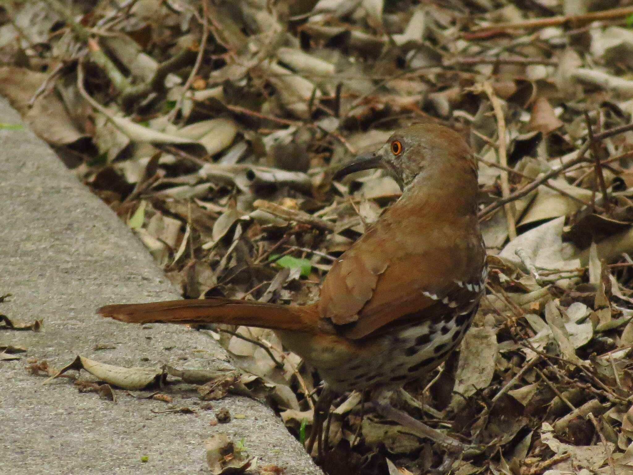 صورة Toxostoma longirostre (Lafresnaye 1838)