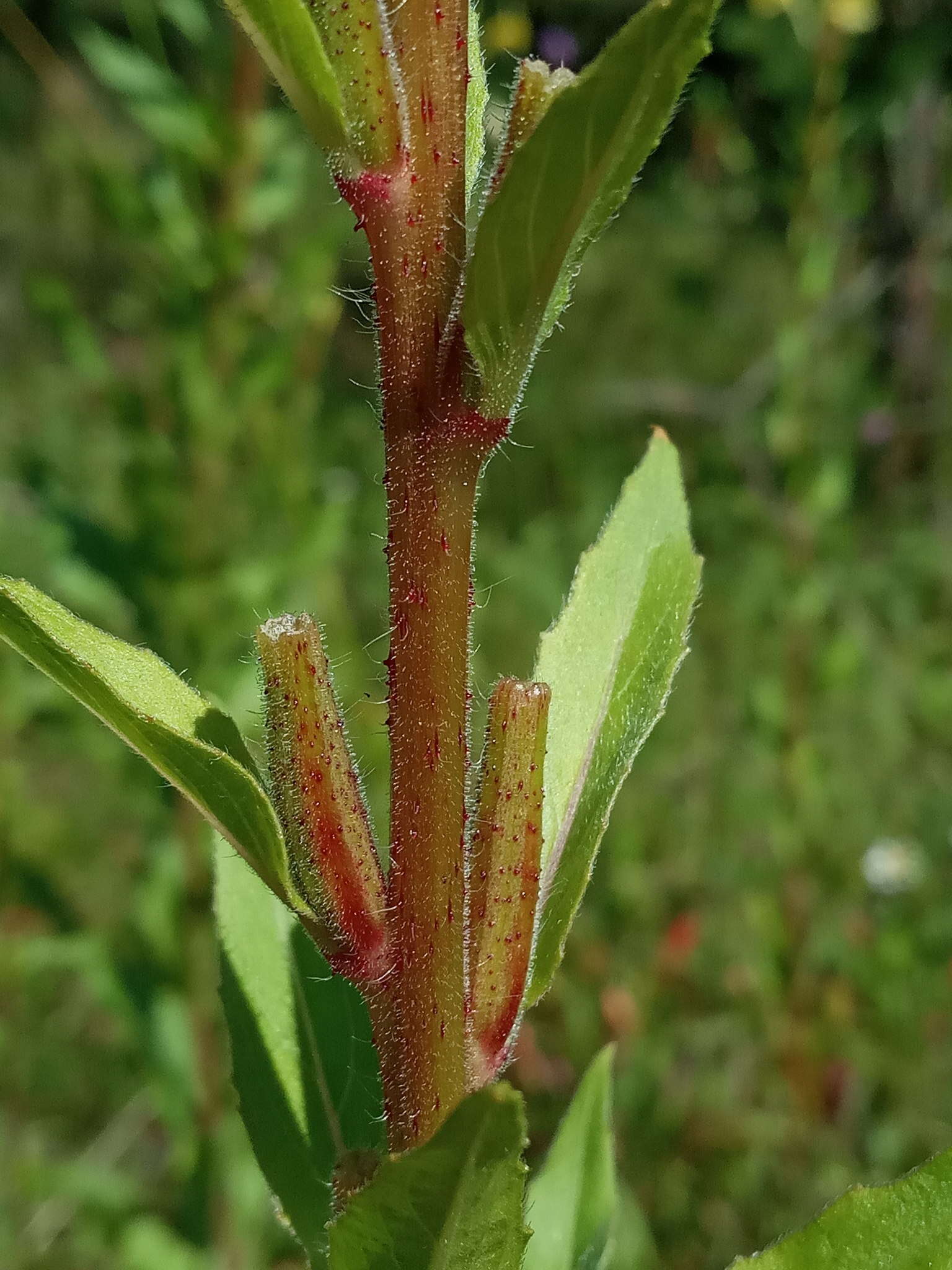 Oenothera rubricaulis Klebahn resmi