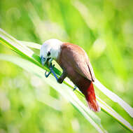 Image of White-headed Munia