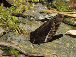 Image of Pedaliodes phazania Grose-Smith 1900