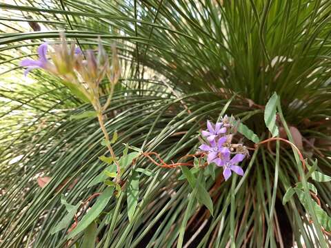 Imagem de Billardiera variifolia DC.