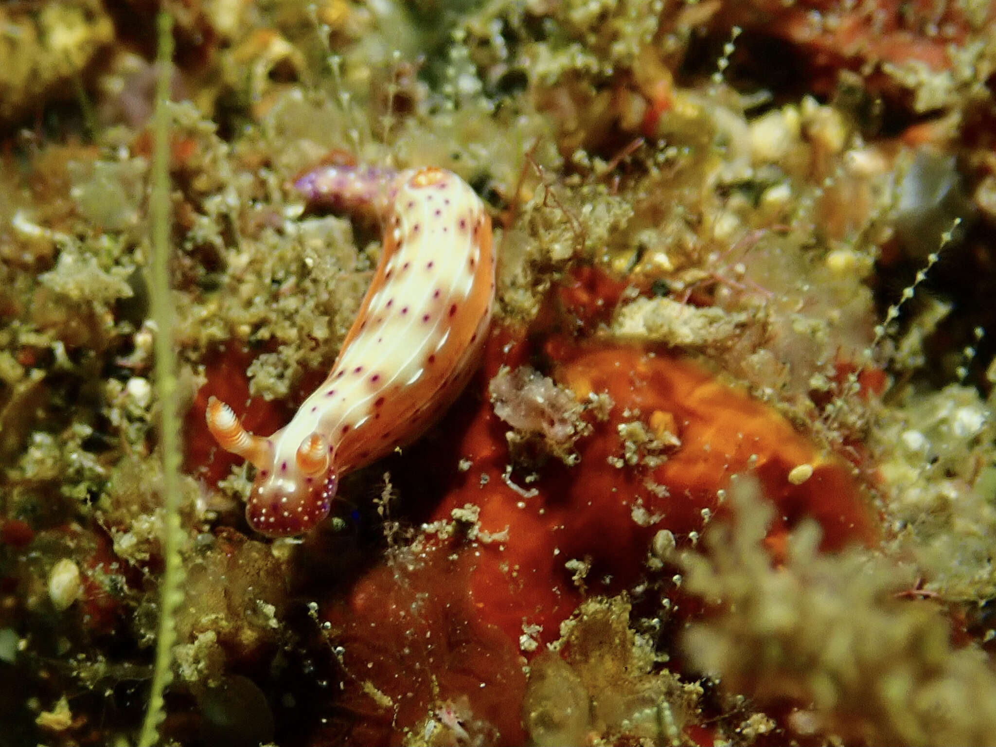 Image de Hypselodoris maculosa (Pease 1871)