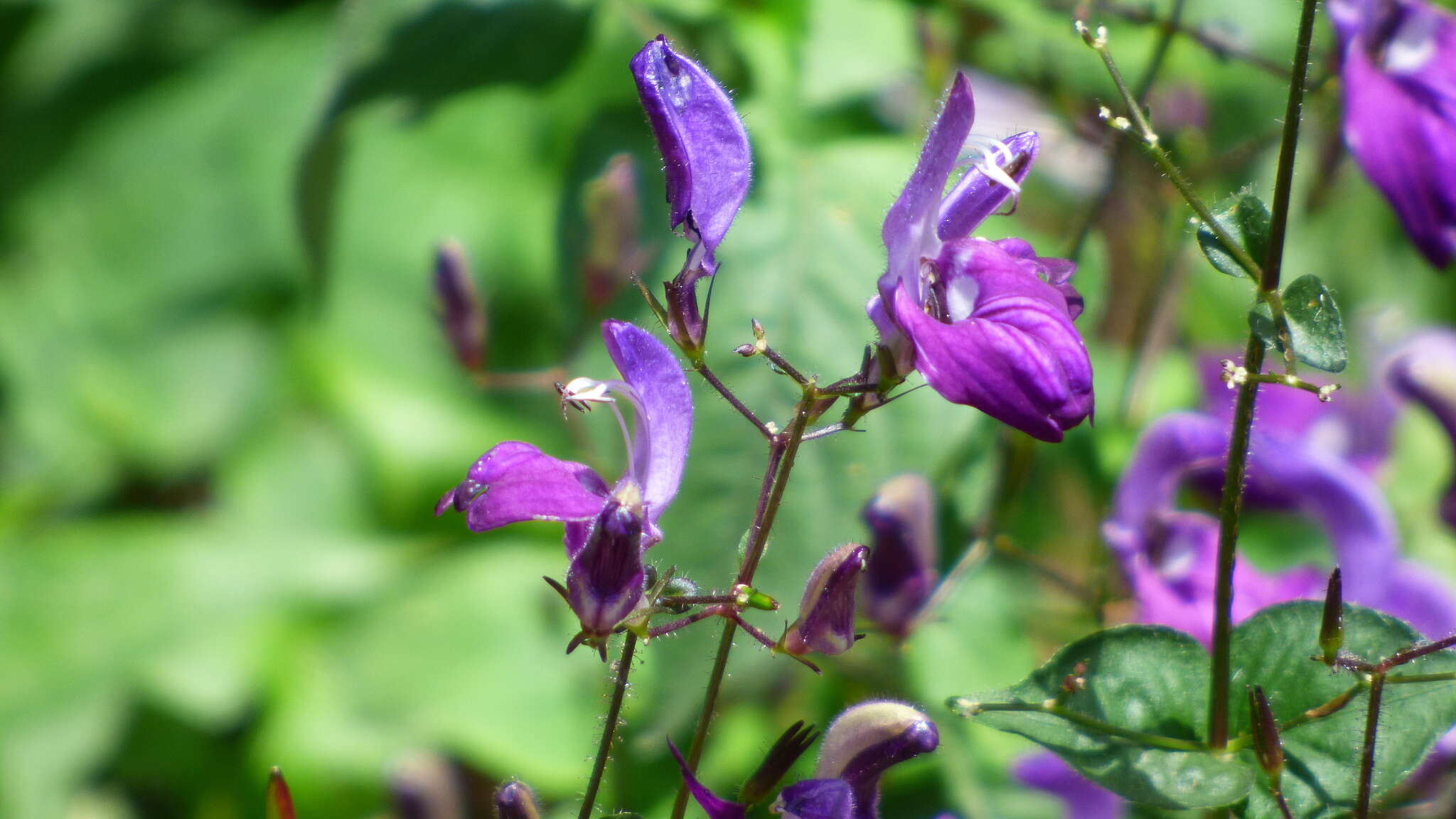 Image of Brillantaisia lamium (Nees) Benth.