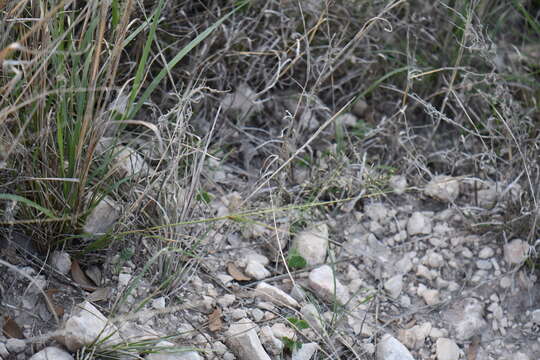 Image of plains lovegrass