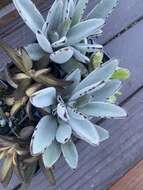 Image of Kalanchoe tomentosa Baker