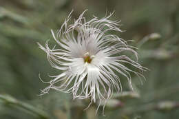 Image of hairy carnation