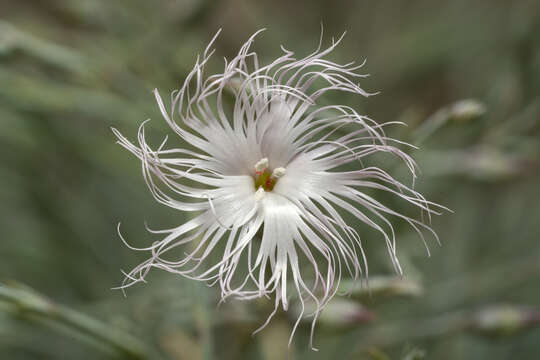 Слика од Dianthus crinitus Sm.