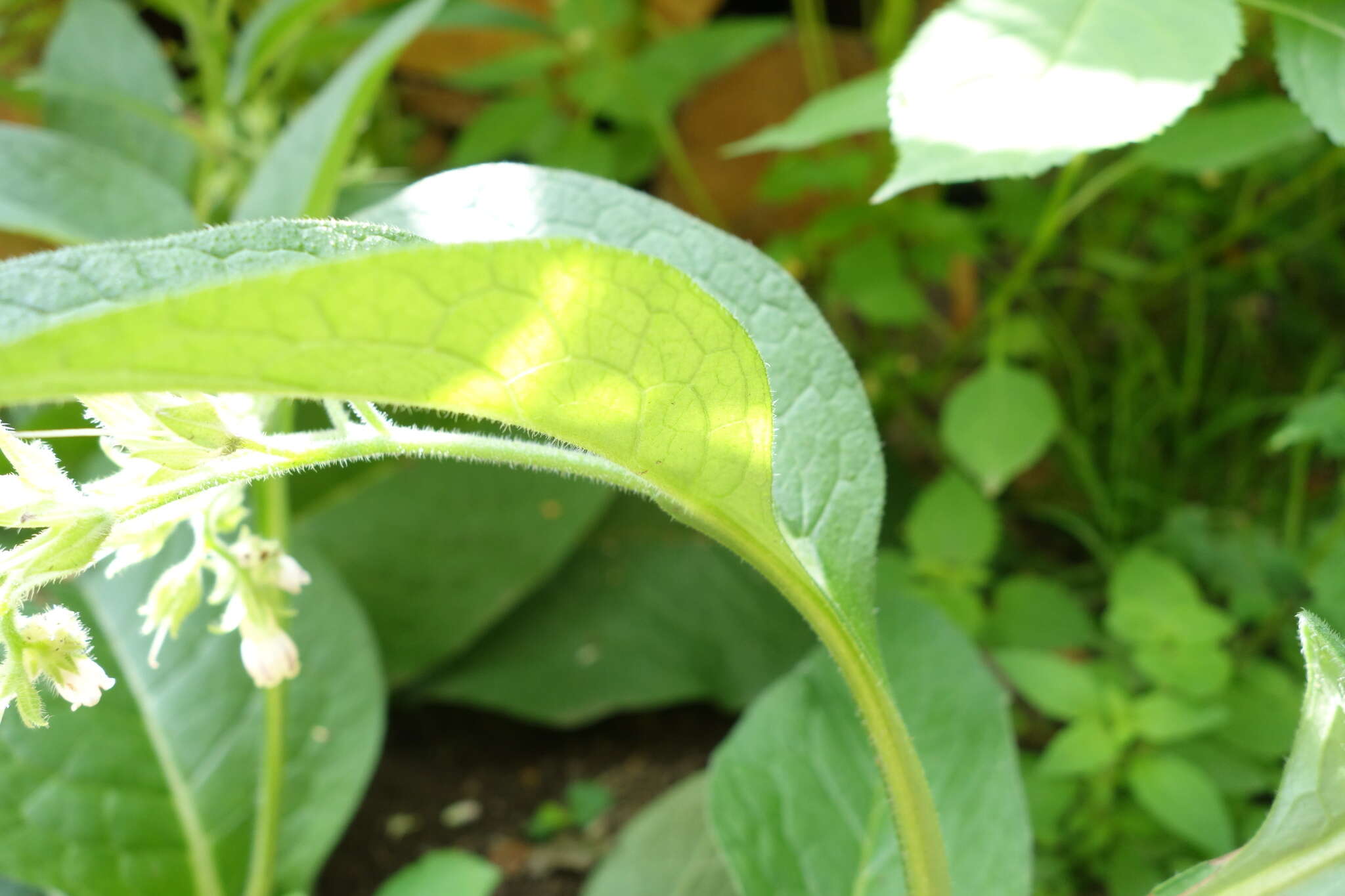 Image of Symphytum officinale subsp. bohemicum (F. W. Schmidt) Celak.