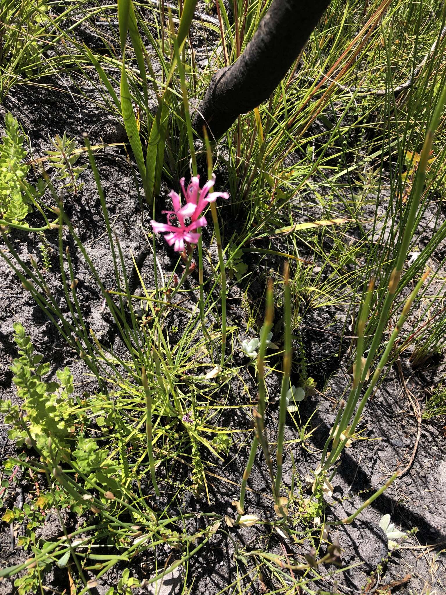 Image of Tritoniopsis ramosa (Klatt) G. J. Lewis