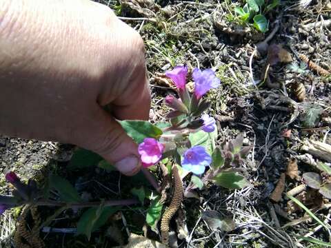 Plancia ëd Pulmonaria vallarsae A. Kerner