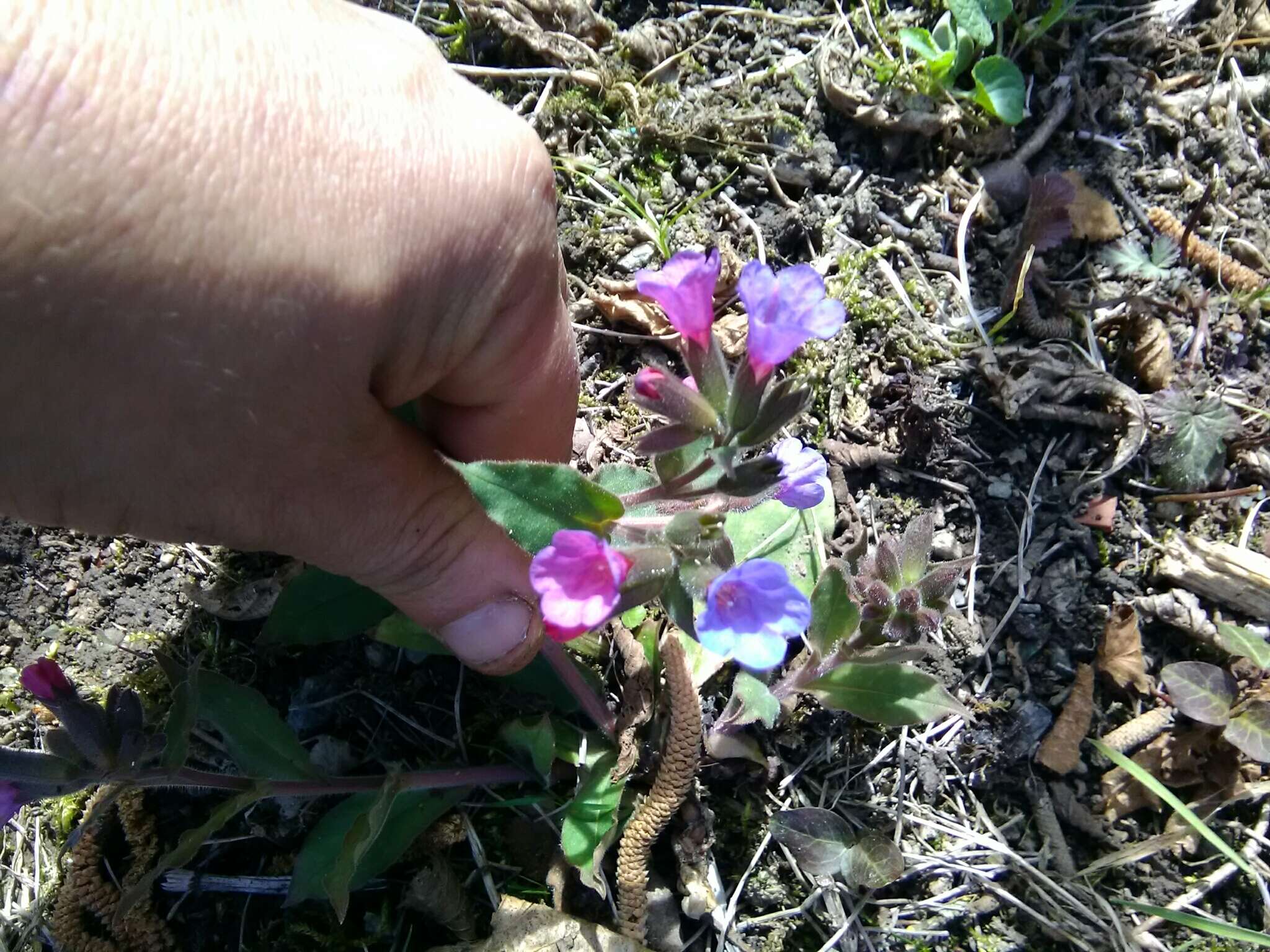 Plancia ëd Pulmonaria vallarsae A. Kerner