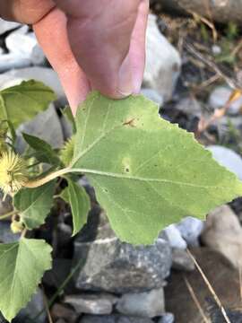 Imagem de Xanthium orientale L.