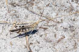 Image of Longhorn Band-wing Grasshopper