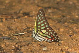 Image de Graphium arycles (Boisduval 1836)