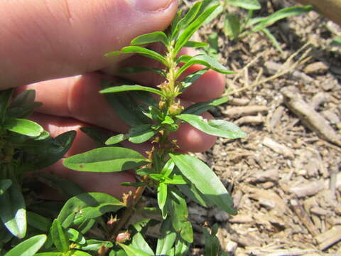 Image of lowland rotala