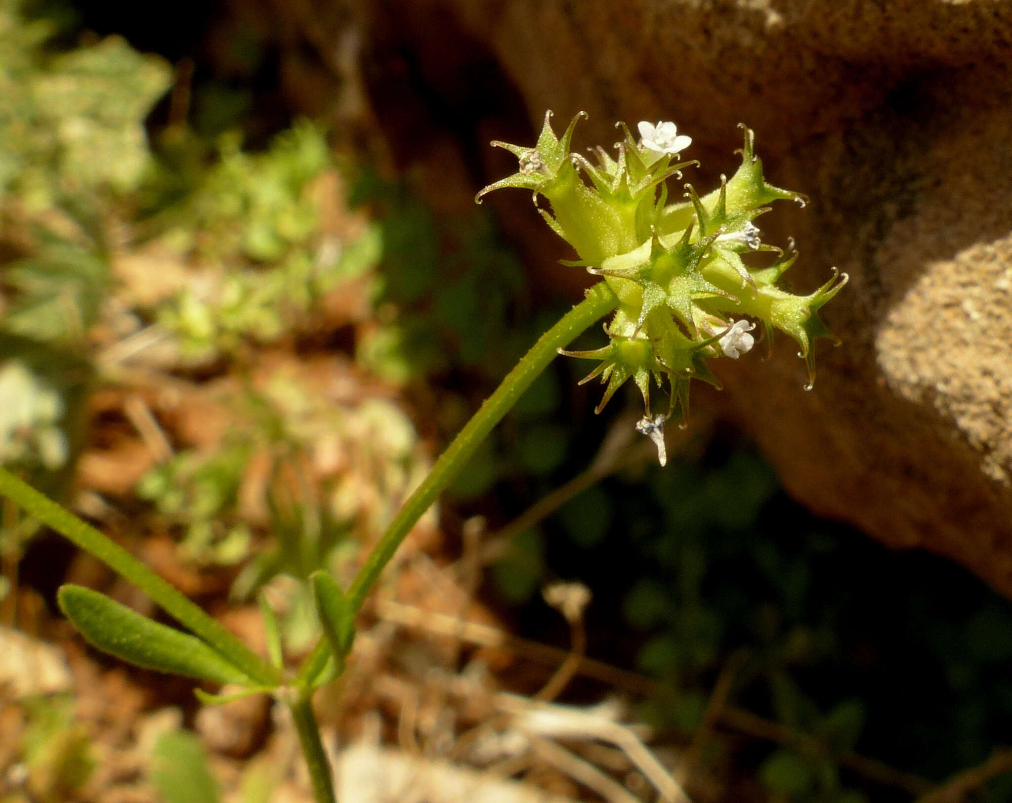 Image of Valerianella dactylophylla Boiss. & Hohen.