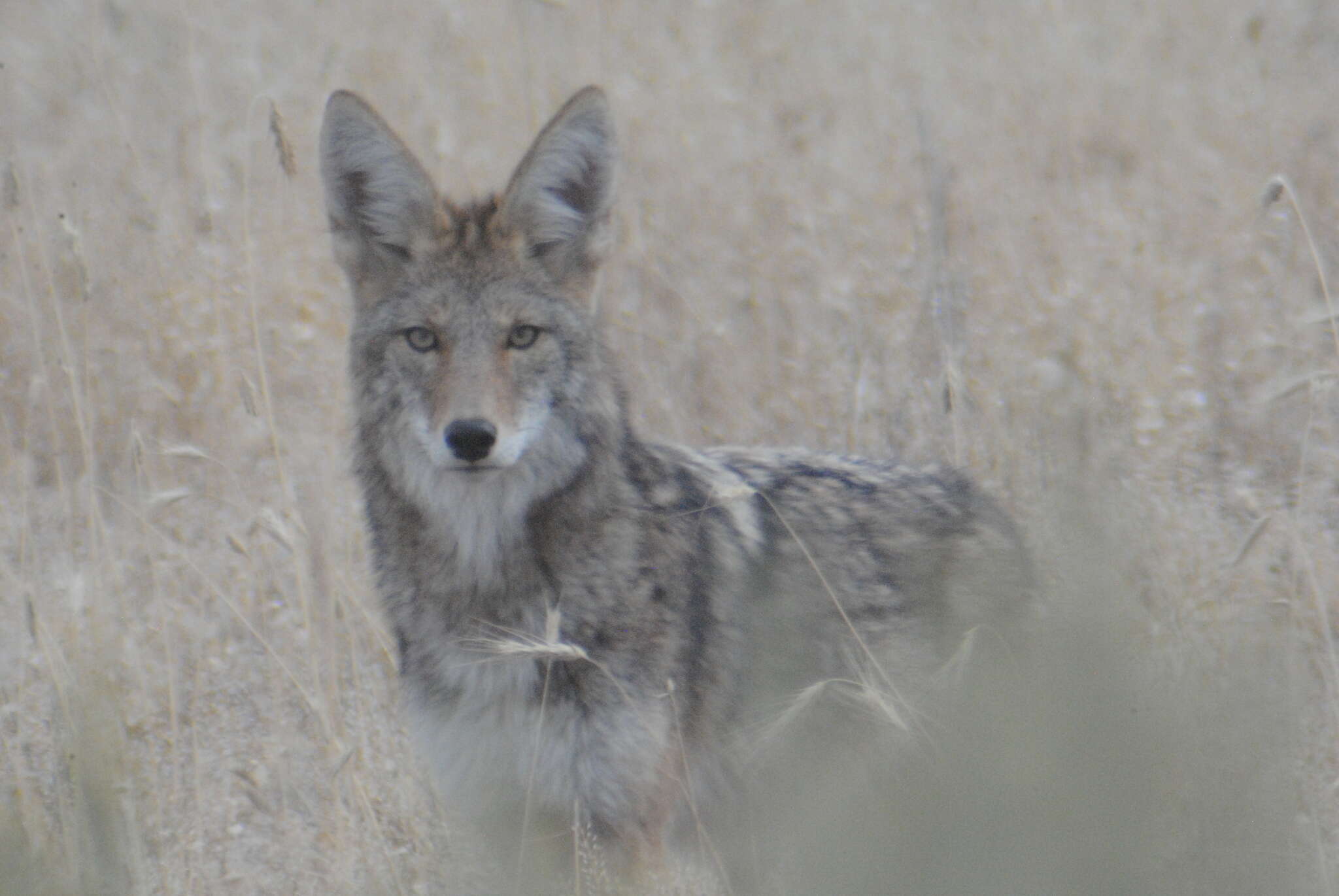 Sivun Canis latrans lestes Merriam 1897 kuva