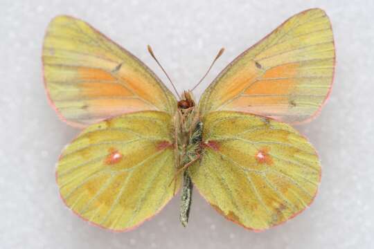 Image of Colias eogene Felder & Felder 1865