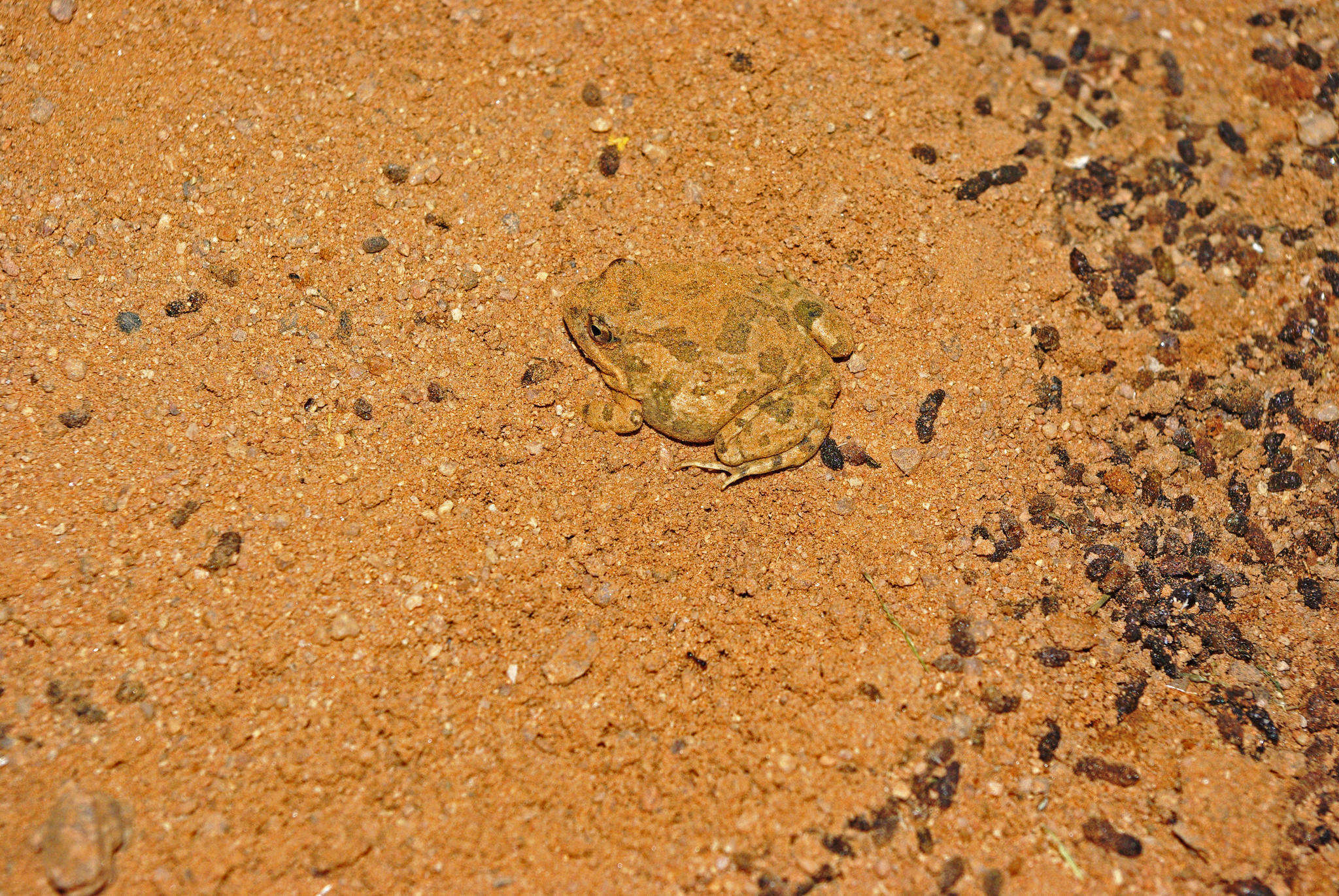 Image of Tandy's Sand Frog