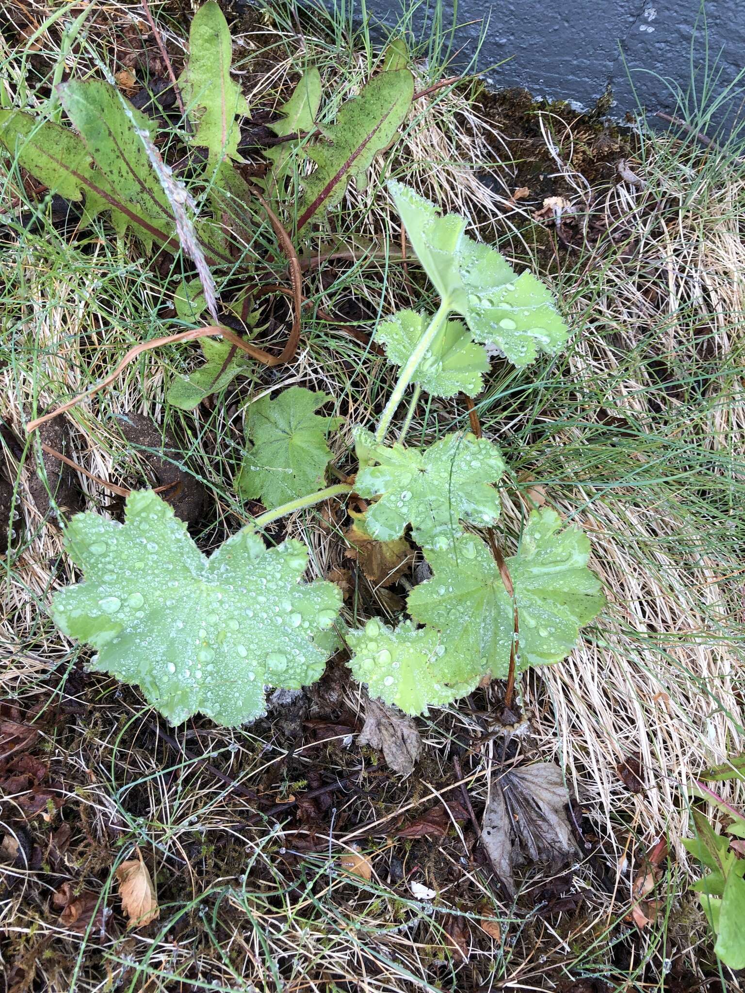 Image of Lady's Mantle