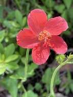 Image of Hibiscus barbosae Exell