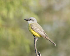 Image of Couch's Kingbird