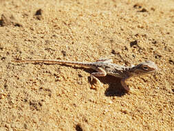 Image of Saltpan Ground-dragon