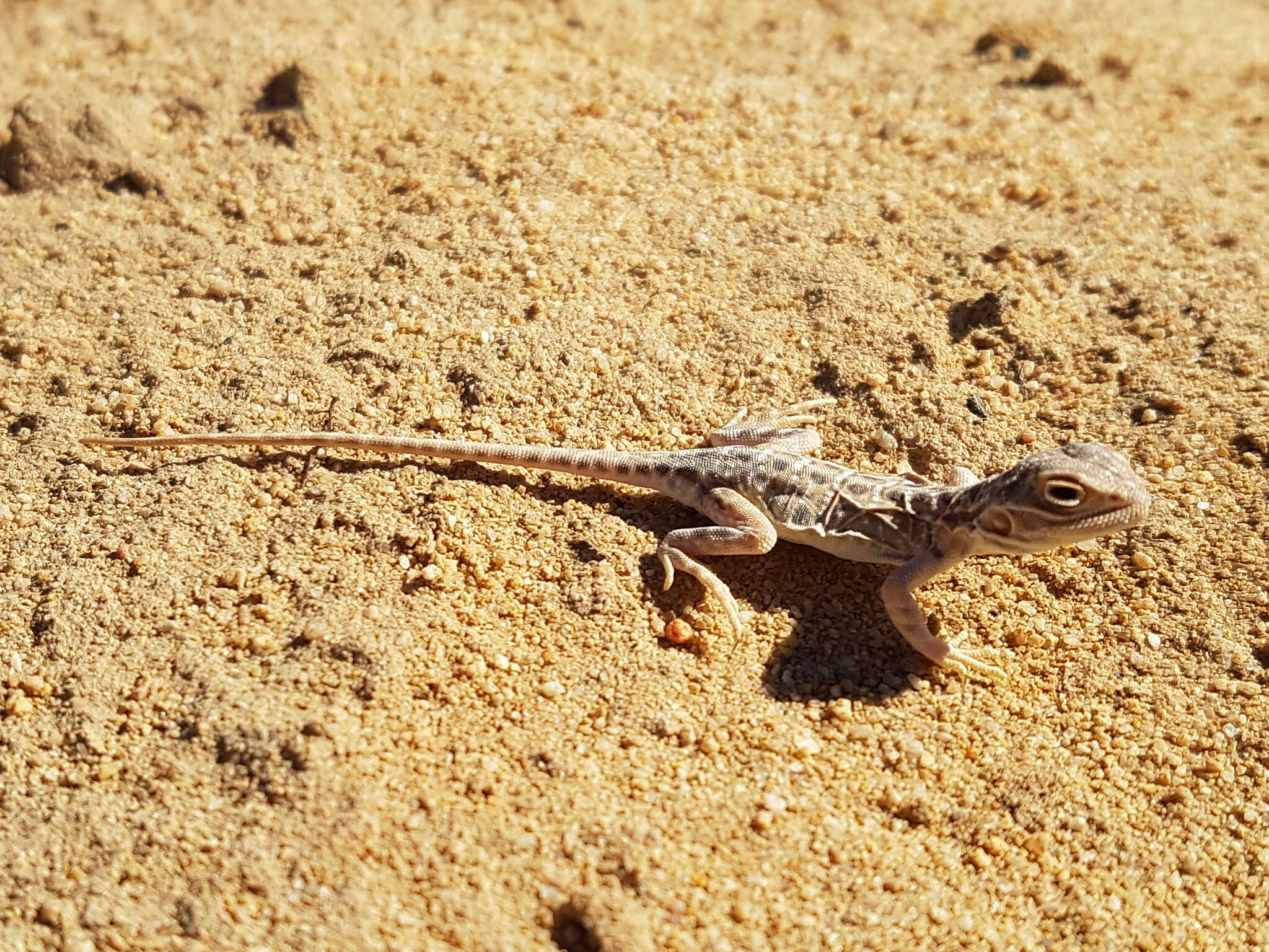 Image of Saltpan Ground-dragon