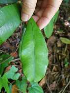 Image of Calophyllum teysmannii Miq.