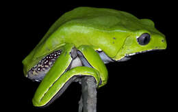 Image of Giant leaf frog