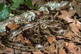 Image of Prairie Kingsnake