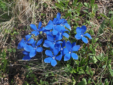 Plancia ëd Gentiana verna subsp. pontica (Soltok.) Hayek