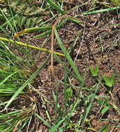 Image of Asclepias bicuspis N. E. Br.