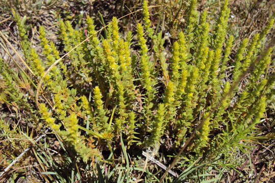 Image of Crassula lanceolata (Eckl. & Zeyh.) Endl. ex Walp.