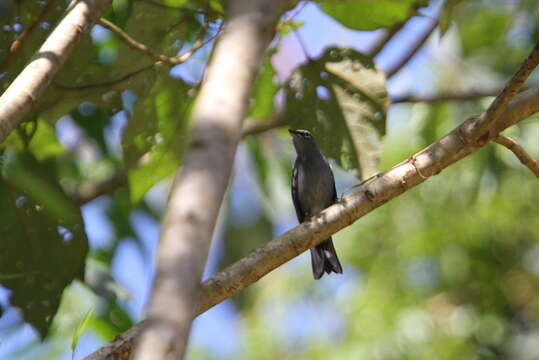 Imagem de Myadestes unicolor Sclater & PL 1857