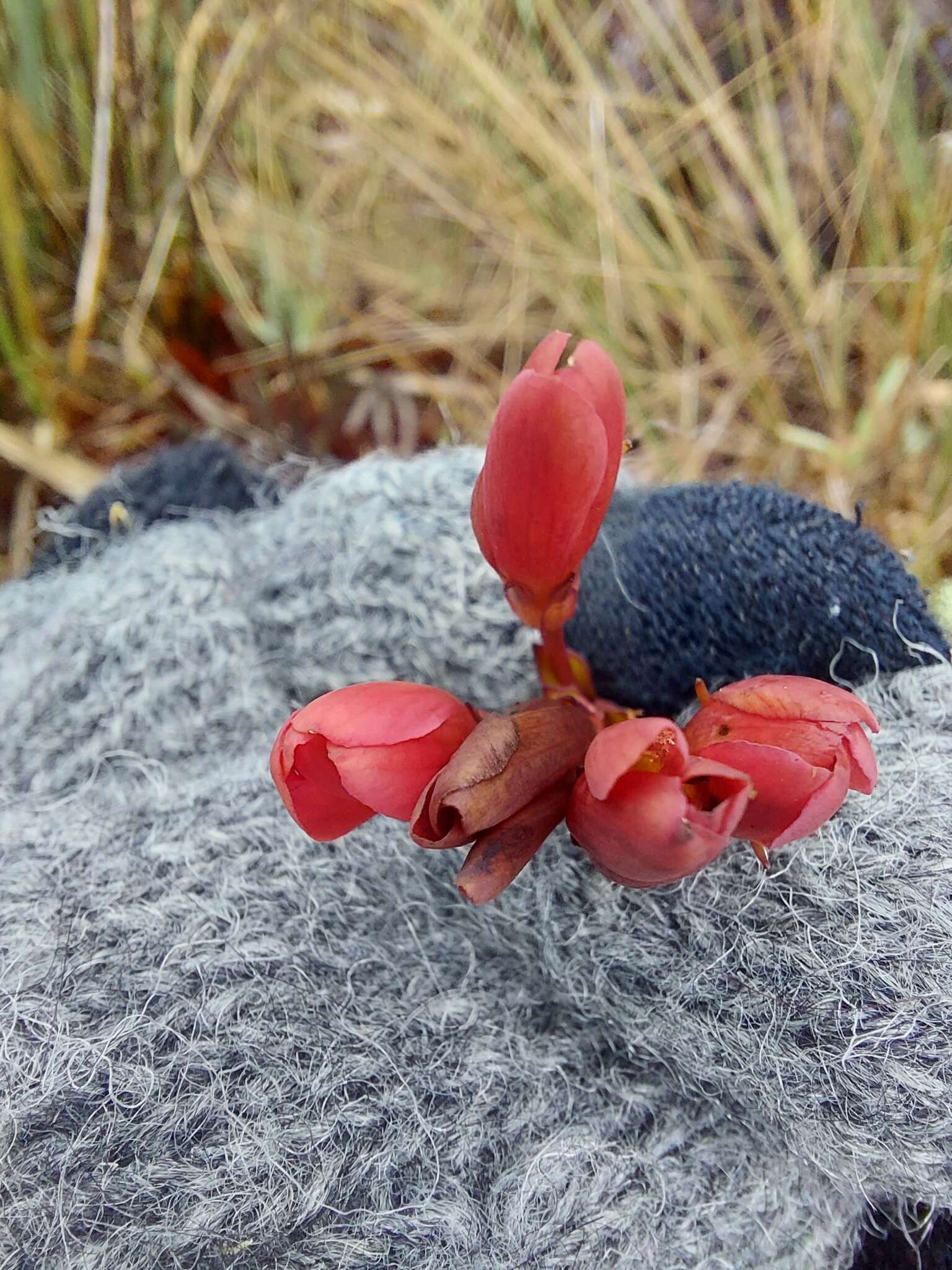 Image de Gentianella crassulifolia var. hypericoides (Gilg) T. N. Ho