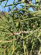 Image de Hakea gibbosa (Sm.) Cav.