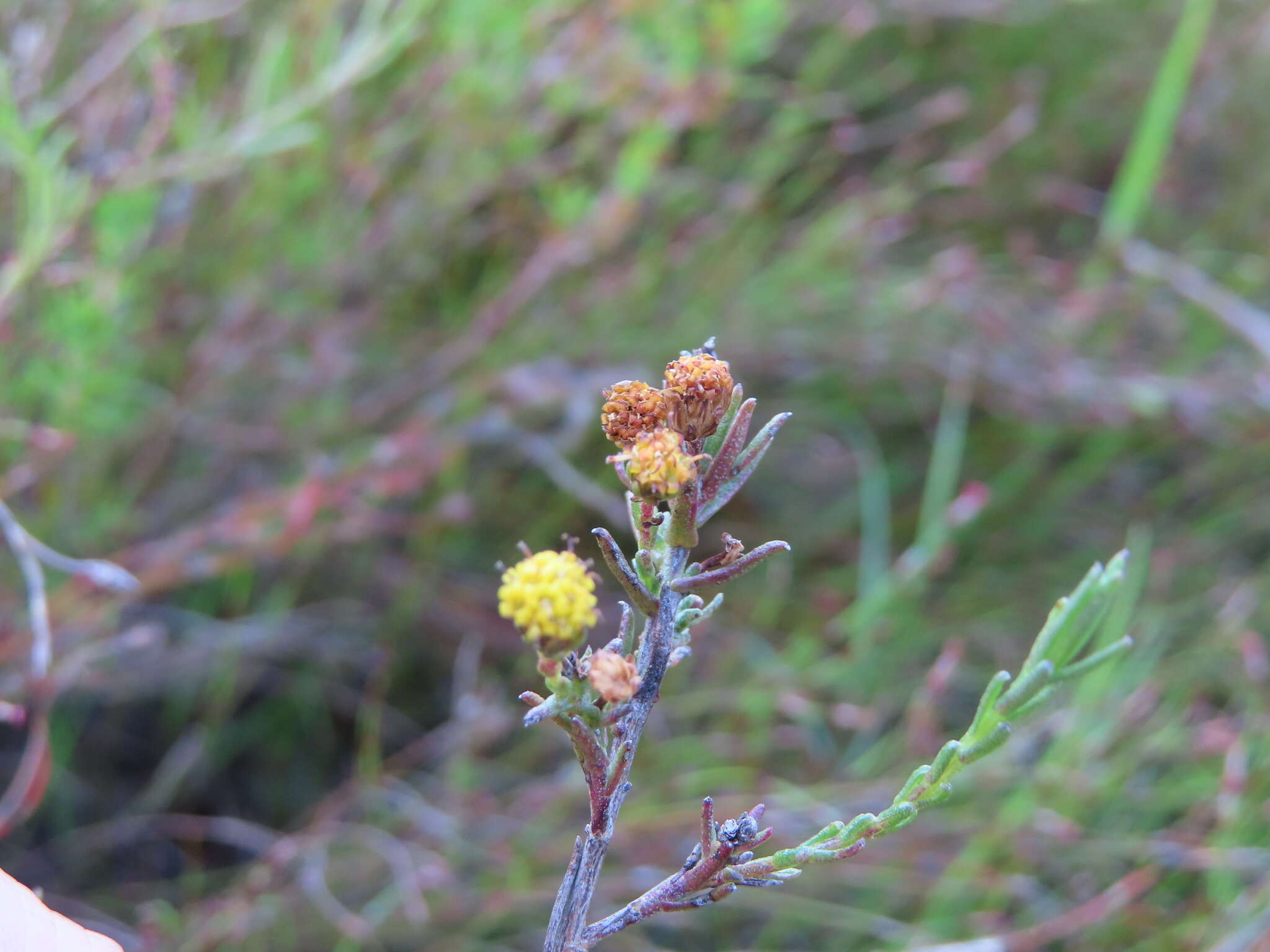 Imagem de Marasmodes polycephalus DC.