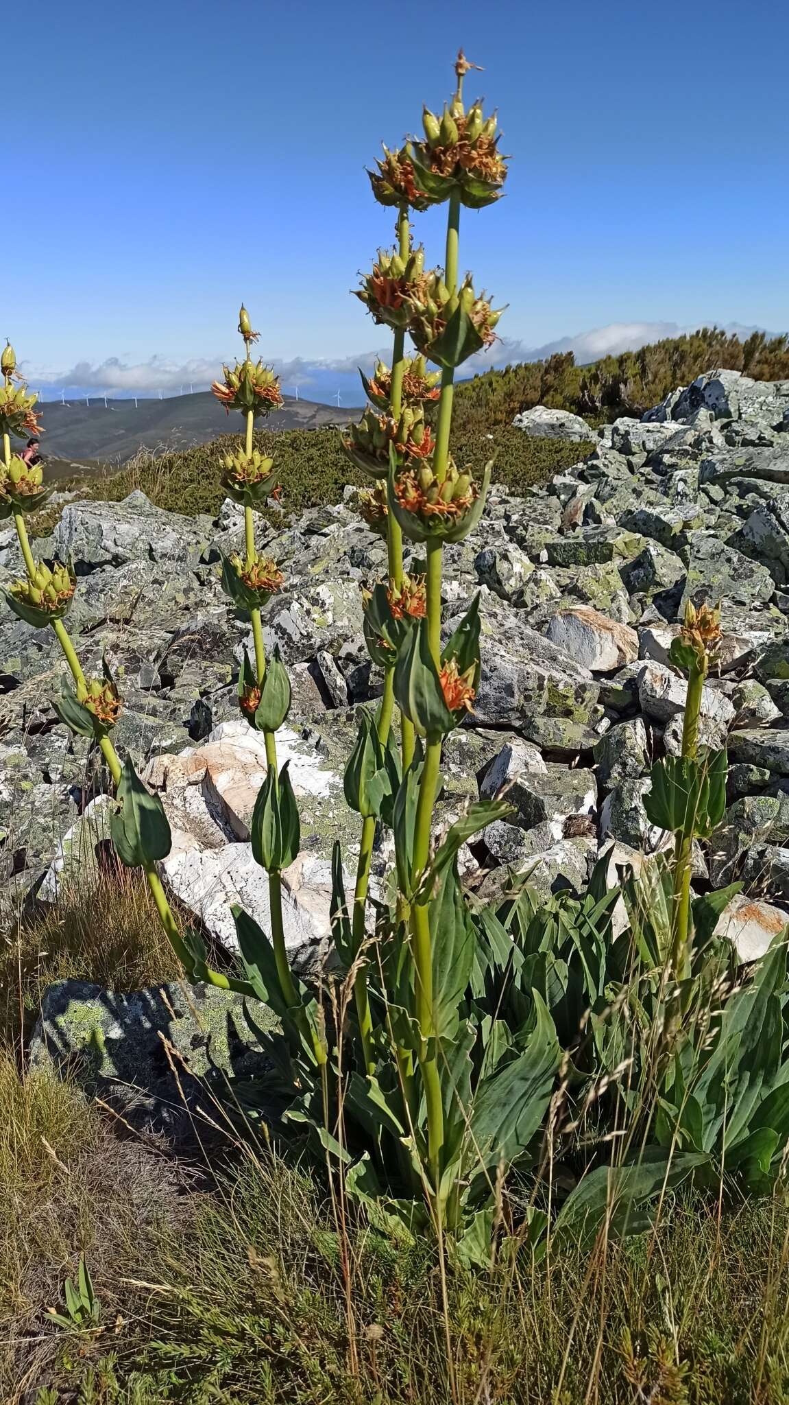 Image of Gentiana lutea subsp. aurantiaca M. Laínz