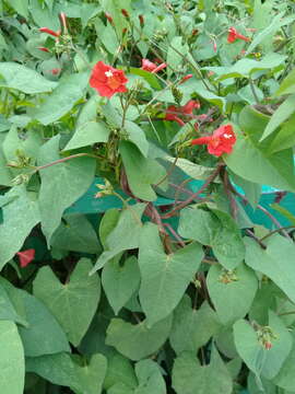 Image of Ipomoea cholulensis Kunth