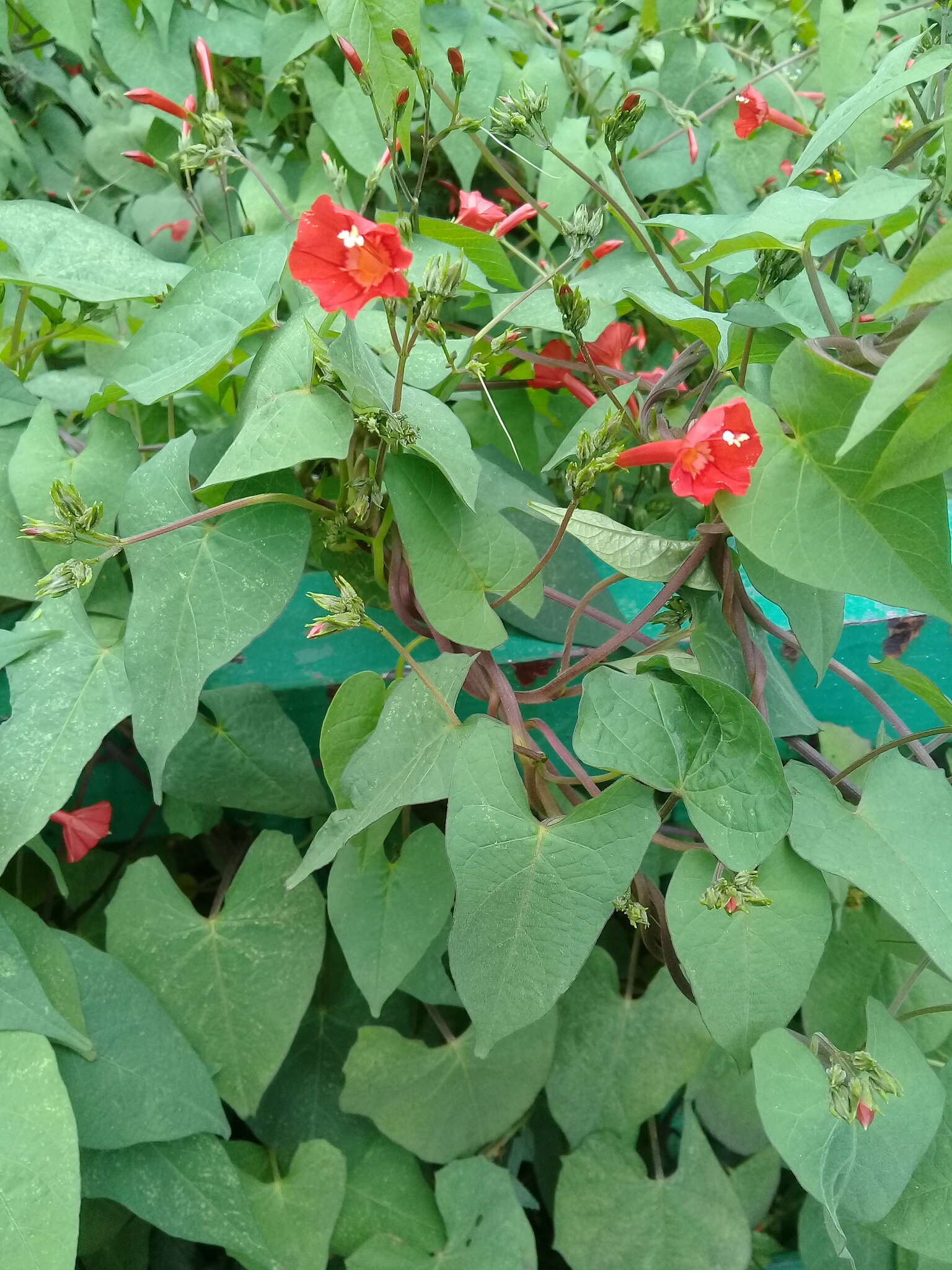 Слика од Ipomoea cholulensis Kunth