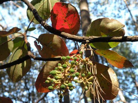 Imagem de Arbutus madrensis M. S. González-Elizondo