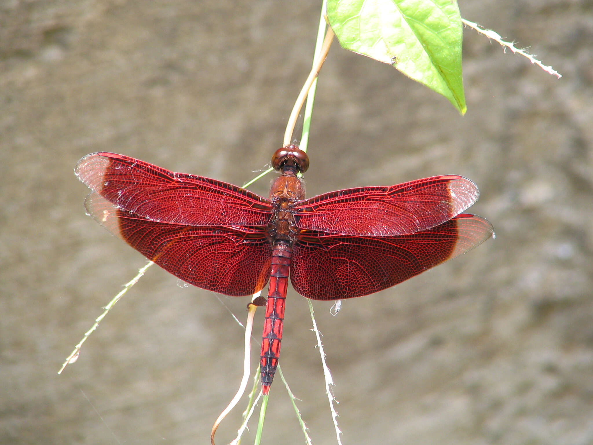 Слика од Neurothemis taiwanensis Seehausen & Dow 2016