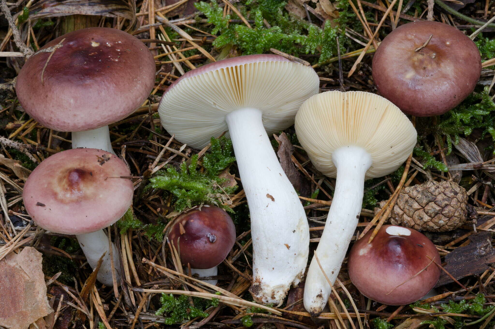 Image of Russula caerulea Fr. 1838