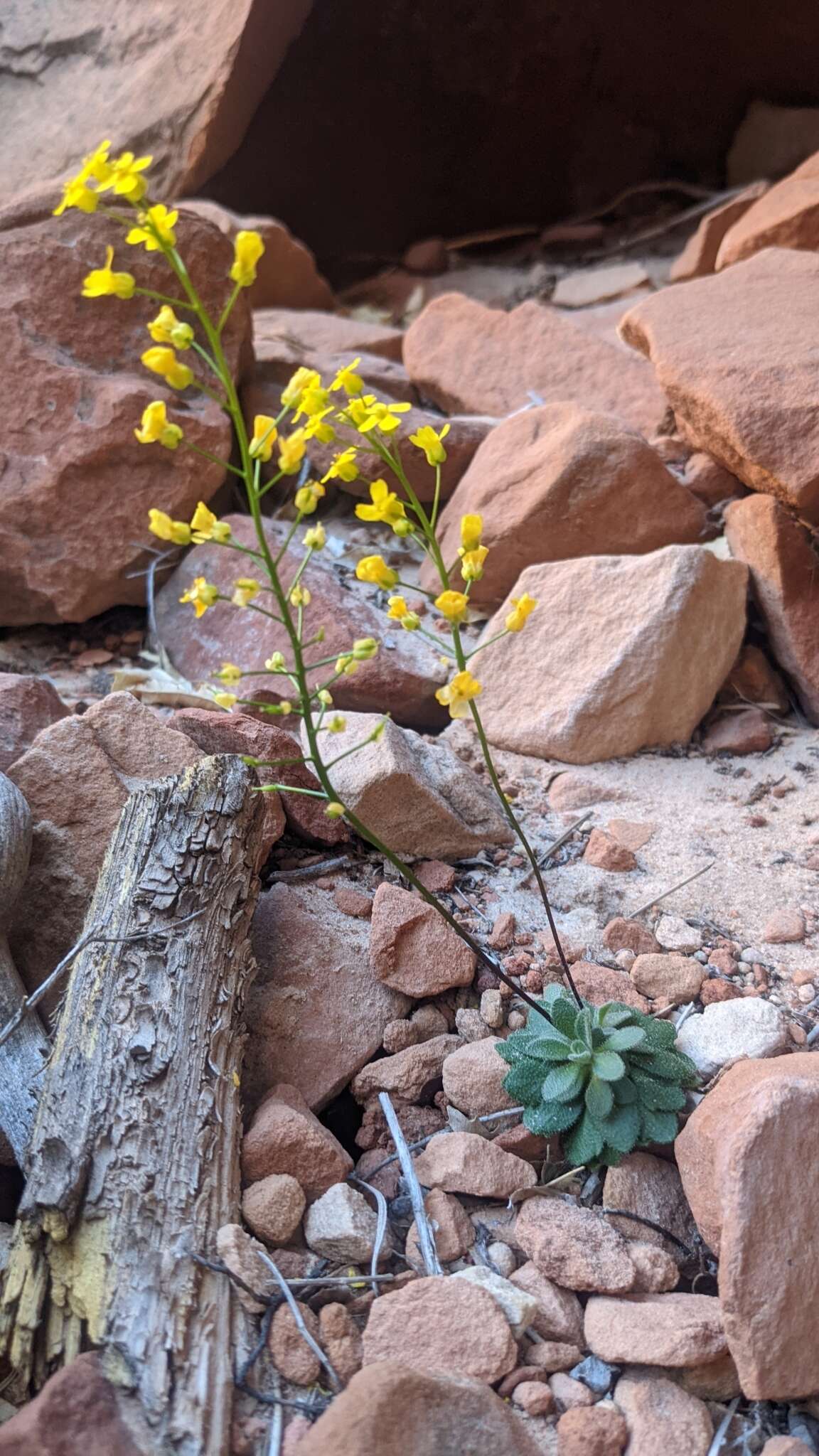 Image de Draba zionensis C. L. Hitchc.