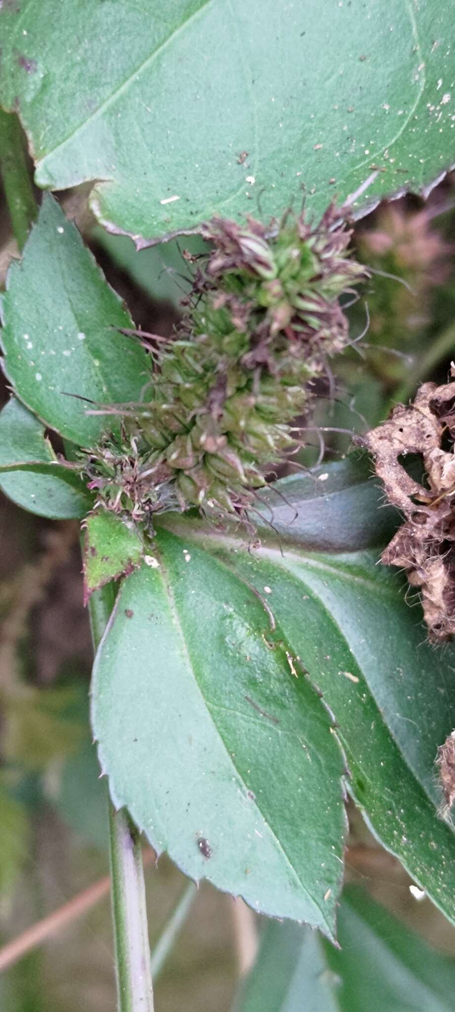 Image of Veronicastrum axillare var. simadai (Masam.) H. Y. Liu