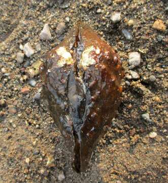 Image of Rough Maple Leaf Pearly Mussel