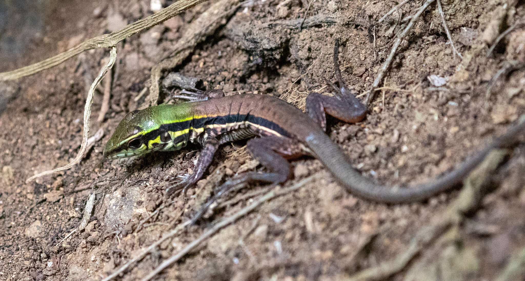 صورة Ameiva atrigularis Garman 1887