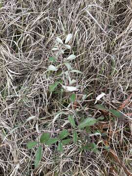 Image of sand blackberry